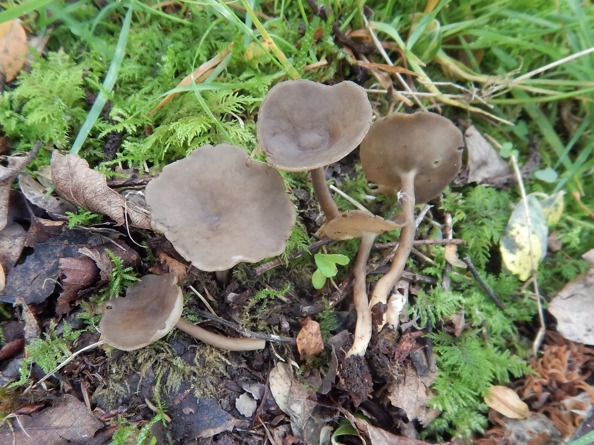 Helvella fibrosa, 23-05-31